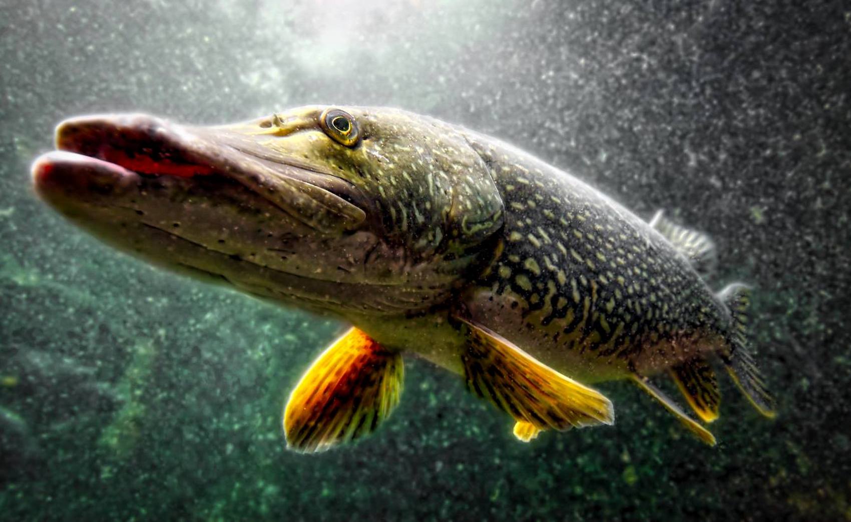 Esox lucius Linnaeus, 1758